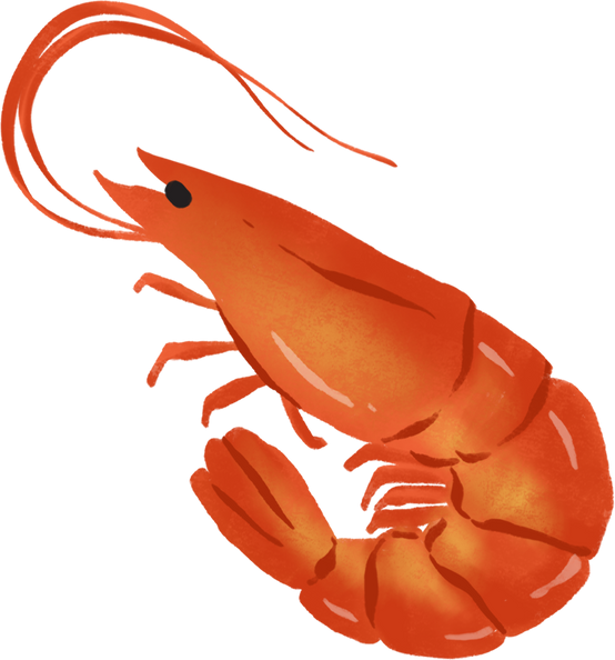 Handdrawn Fresh Shrimp 